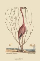 Flamingo by Mark Catesby #2 - Art Print - £17.23 GBP+