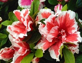 MARDI GRAS~~Azalea Rhododendron Deciduous Starter Plant~~Red & White Bi Color Bl - $21.99