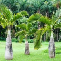 Bottle Palm Flores Exotic Plants Tree Home Garden Balcony - 10 Seeds - £6.01 GBP