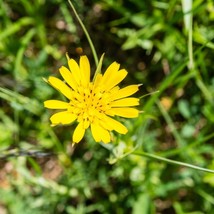 Goats Beard Meadow Salsify Seeds - Choose Your Pack of 20/80/400, Ideal ... - £4.75 GBP