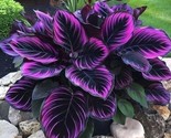 Make a Statement with Purple Tip Calathea Couture - Ideal for Any Space - $5.75