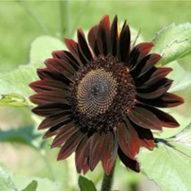 Black Beauty Sunflower Seeds 15 Seeds Fresh Garden - $12.18