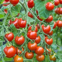 Organic Sweetie Cherry Tomato Fresh Seeds USA - £6.18 GBP