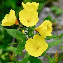 Primrose Common Evening 200 Seeds Free Shipping - $4.00