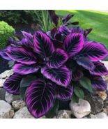 HT 25 Seeds Purple Tip Calathea Couture Flower Indoor Or Outdoor Plantin... - $15.89 CAD