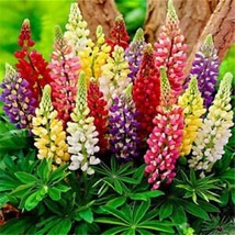 Lupinus polyphyllus mixed seeds -code 857 - £3.95 GBP
