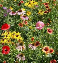 1000 Seeds Wildflower Mix Bee Feed Native Bees Pollinators - £7.01 GBP