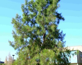 River sheoak casuarina cunninghamiana 4 640x512 thumb200