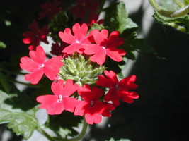 50 Pcs Red Scarler Verbena Flower Seeds #MNSB - £11.78 GBP