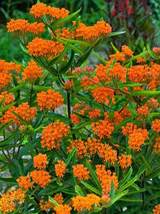 50 Seeds Orange Butterfly Weed Flower Seeds - £11.79 GBP