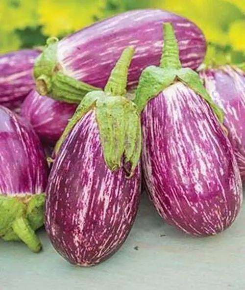 Exotic Listada De Gandia Eggplant Seed For Planting 50+ Seeds Iow Fresh - £16.43 GBP