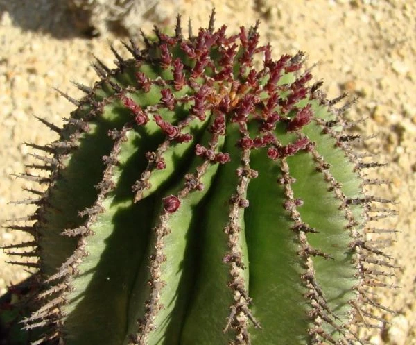 Euphorbia Polygona horrida rare succulent rare african garden plant seed... - $16.44