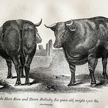 Short Horn Ox And Devon Bull 1863 Victorian Agriculture Animals Art DWZ4A - $49.99