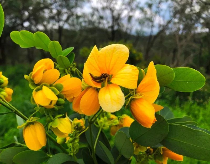 Golden Cassia Senna surattensis Cassia glauca Senna sulfurea 50 Seeds - £13.13 GBP