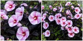 Hibiscus &#39;starry Starry NIGHT&#39;- Starter Plant - Approx 4-6 Inch - £30.36 GBP