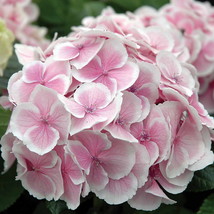 25 Hydrangea Fire And Ice Seeds - Pinks Purples White - £15.19 GBP