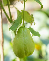 Chocho Magic Pumpkin, 30 Seeds - £11.34 GBP