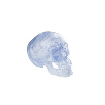 3B Scientific Human Anatomy - A20/T Transparent Classic Human Skull Model with M - £67.72 GBP