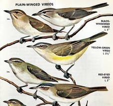 Plain Winged Vireos Varieties And Types 1966 Color Bird Art Print Nature... - $366.80 MXN