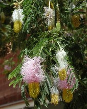 LKS Dichrostachys Cinerea 10 Seeds Chinese Lantern Shrub Sickle Bush Hom... - $212.67 MXN