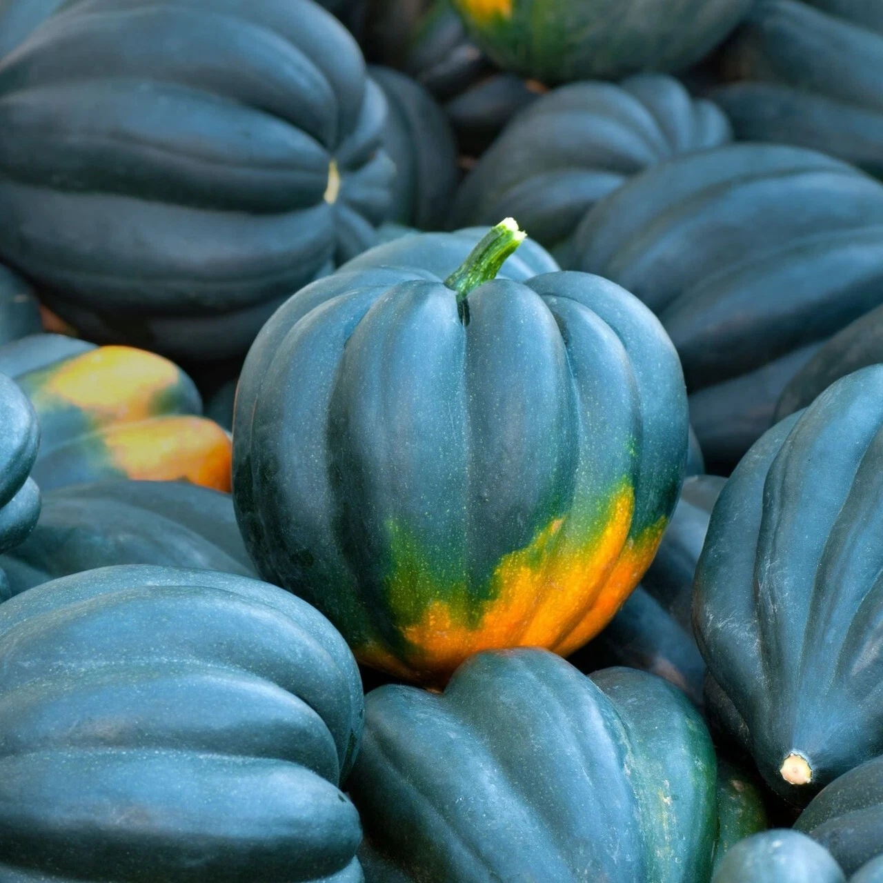 Must-Have for Gardeners Squash Winter Table Queen Acorn Cucurbita pepo O... - $93.19 MXN