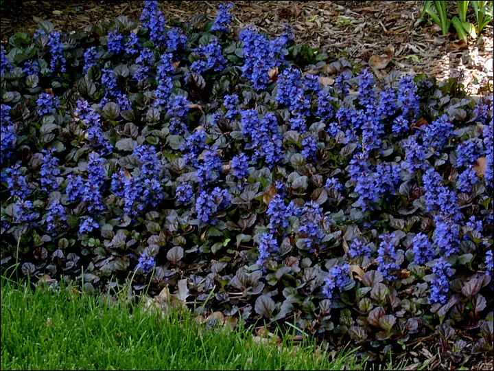 BLACK SCALLOP AJUGA LIVE PLANT SET OF 2 GARDENING USA SELLER - $28.50