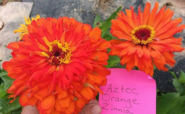 Aztec Orange Zinnia Seeds Massive Blooms- Fresh Garden Usa Seller - £8.07 GBP