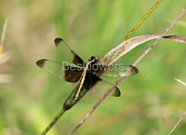 Banded Pennant Dragonfly - 8x10 Unframed Photograph - £14.03 GBP