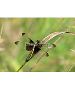 Banded Pennant Dragonfly - 8x10 Unframed Photograph - $24.21 CAD