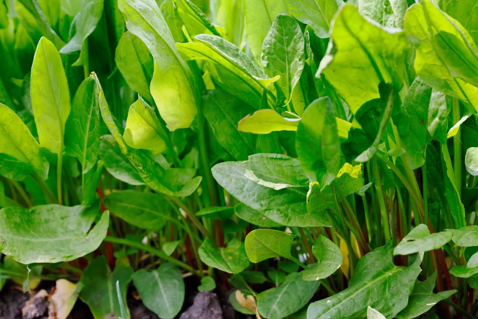 PSStore 800 Large Leaf Sorrel Non-Gmo Heirloom Variety Sizes Vegetable S... - $181.02 MXN