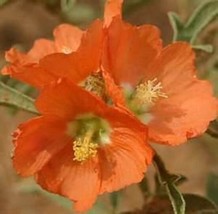 SCARLET GLOBE MALLOW  15 FRESH SEEDS PRARIE MALLOW - $6.98