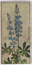 Cowan Co Toronto Card Blue Lupin Wild Wild Flowers Of Canada - £7.78 GBP