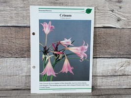 Crinum Card #28 Success W/House Plants 1985 Single Replacement Fold Out ... - £2.62 GBP