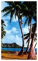 Tree climber for coconuts on the shores of Waikiki Hawaii Postcard Posted 1962 - $7.39