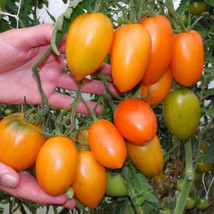 SEPTH Orange Banana Tomato 12 Seeds - $4.75