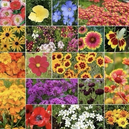250 Dry Area Wildflower Seed Mix  - $4.43