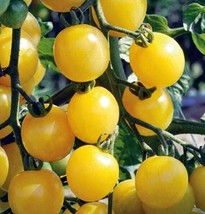 ArfanJaya White Cherry Tomato Seeds 25 Ct Vegetable Garden Non-Gmo - £6.22 GBP