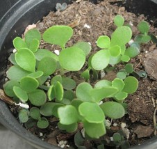 Plant Mother of Thousands, Kalanchoe Laetivirens, 5 Baby Plantlets - £5.54 GBP