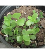 Plant Mother of Thousands, Kalanchoe Laetivirens, 5 Baby Plantlets - $9.47 CAD