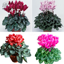 Cyclamen Purplish Red Light Purple Rose Red Rose Purple Mixed 4 Types 5 Seeds Bo - £5.41 GBP