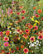 350+ Seeds! Wildflower Mix Xeriscape Eastern U.S. Perennials Annuals Usa Non-GMO - £9.43 GBP