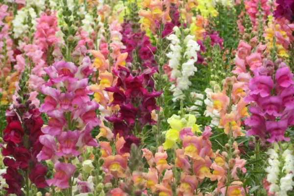 Greencreator Mixed Snapdragon Dwarf 100 Seeds Pollinator Annual Flowers Seed Pla - £17.23 GBP