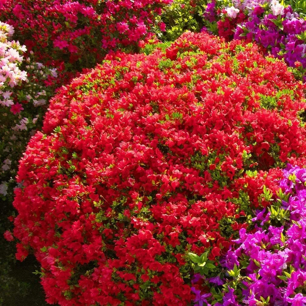 Azalea Red Ruffle Live Plants Red Flowering Dwarf Rhododendron Shrub Hedge - £32.07 GBP