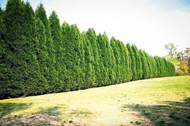 25 Leyland Cypress trees 2.5" inch pot image 4