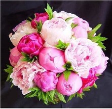 10 Seeds Chinese Peony Seeds Mixed Rose Red Light Pink Whitish Pink Ball Flowers - £5.75 GBP