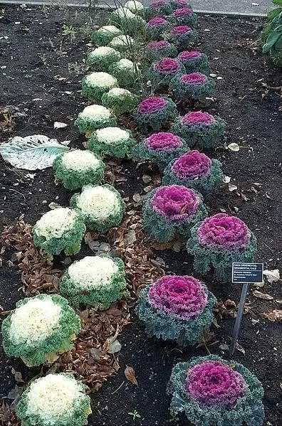 60 Ornamental Kale Mixed Colors Brassica Oleracea Flower Seeds Fresh Garden - £7.23 GBP