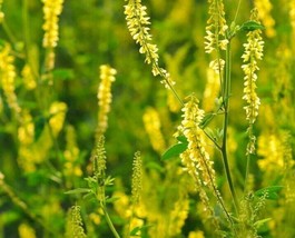 ArfanJaya Clover Yellow Flower Seeds - £6.55 GBP