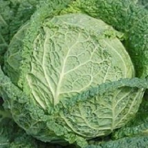 USA Seller Cabbage Seeds Savoy Perfection 1000 Seeds Vegetable Seeds Fast Shippi - $19.00