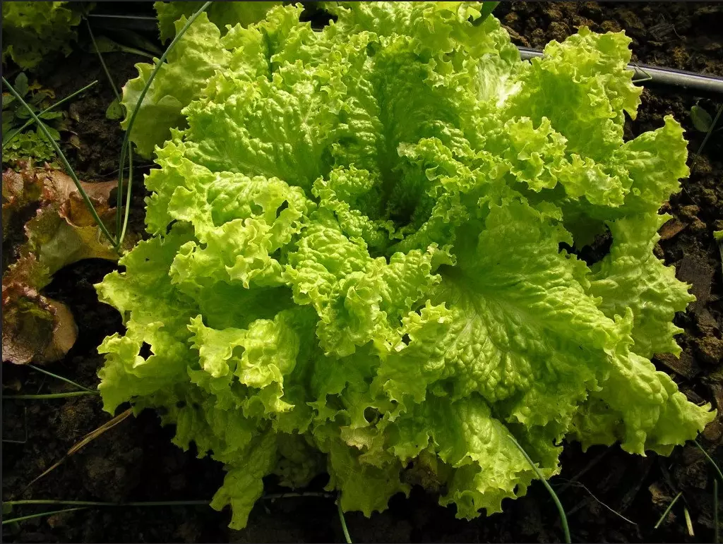 Lettuce 500+ Seeds - $8.98