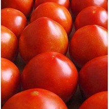 Early Girl Tomato  10 Seeds  25 Seed Pack Garden Beautiful USA SELLER - £4.43 GBP